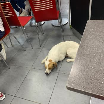 Söke Novada Burger King Çok Kirli