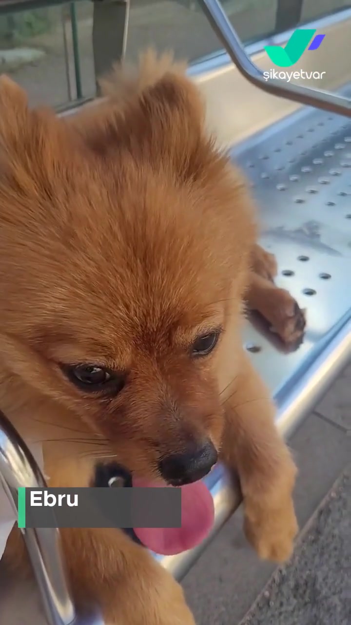 İstanbul Minibüsçüler Odası Köpek Sorunu! videonun kapak resmi