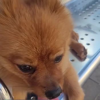 İstanbul Minibüsçüler Odası Köpek Sorunu!
