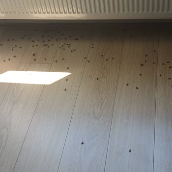 Kocaeli Büyükşehir Belediyesi Evimi Yüzlerce Arı Bastığı Halde Belediye Yardımcı Olmuyor