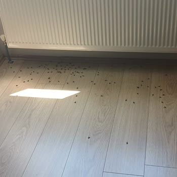 Kocaeli Büyükşehir Belediyesi Evimi Yüzlerce Arı Bastığı Halde Belediye Yardımcı Olmuyor