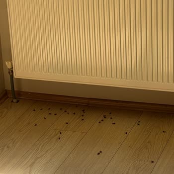 Kocaeli Büyükşehir Belediyesi Evimi Yüzlerce Arı Bastığı Halde Belediye Yardımcı Olmuyor