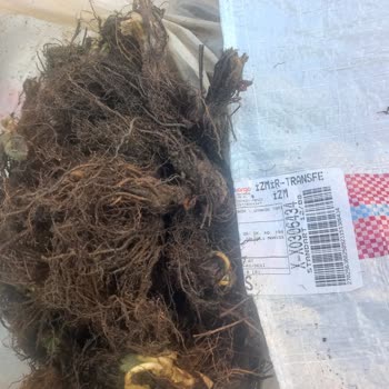 Uyanık Tarım Çürümüş, Bozulmuş Ve Kokmuş Fideleri Tarafıma Gönderdiler!