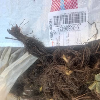 Uyanık Tarım Çürümüş, Bozulmuş Ve Kokmuş Fideleri Tarafıma Gönderdiler!