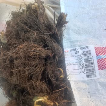 Uyanık Tarım Çürümüş, Bozulmuş Ve Kokmuş Fideleri Tarafıma Gönderdiler!