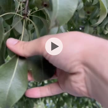 WhatsApp Durum Güncellemesi 60 Saniye Olmuyor