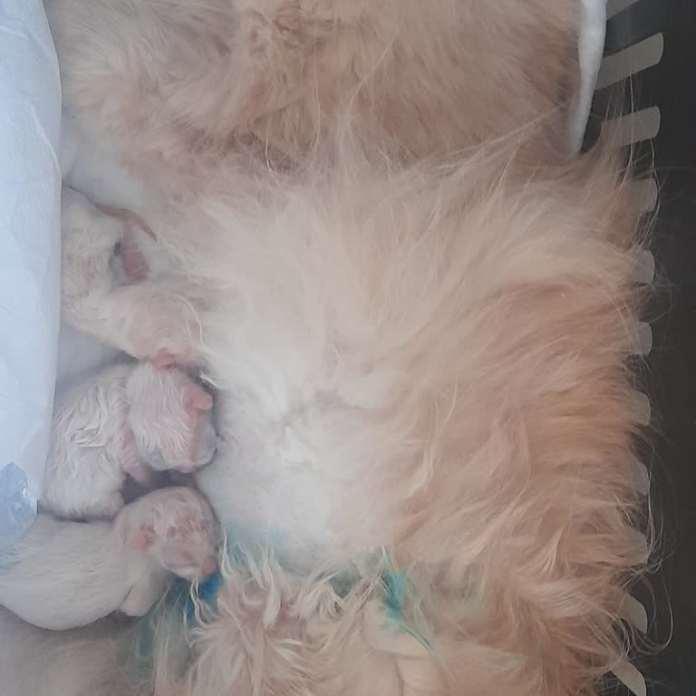 Işıklar Veteriner Veteriner Kliniğinde Yaşanan Büyük Kayıp