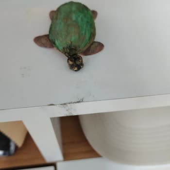 Gestaş Deniz Ulaşım Yetersiz Hizmet Ve Fahiş Ücretler