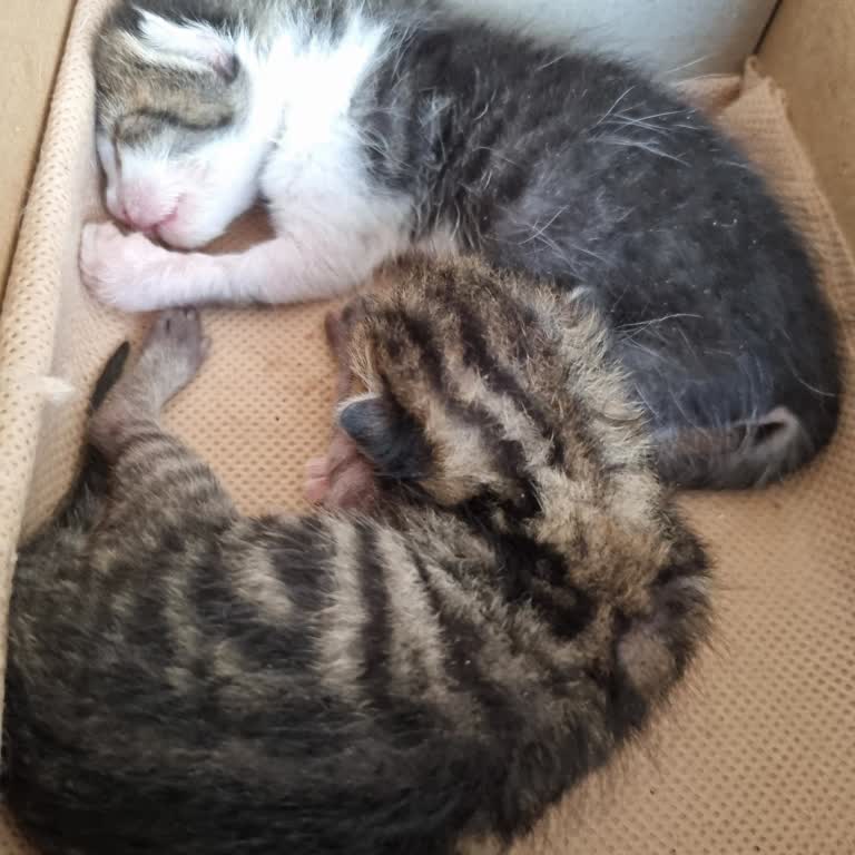 İBB - İstanbul Büyükşehir Belediyesi Annesiz Yavru Kediler