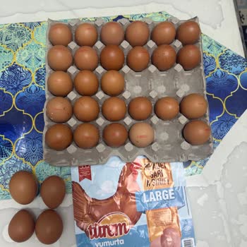 Türem Yumurta Boyutları Aynı Değil