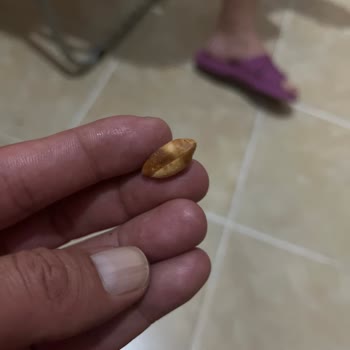 Doğuş Kuruyemiş De Bayat Fıstık