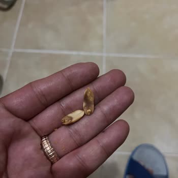 Doğuş Kuruyemiş De Bayat Fıstık