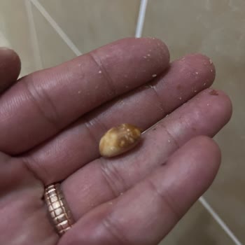 Doğuş Kuruyemiş De Bayat Fıstık