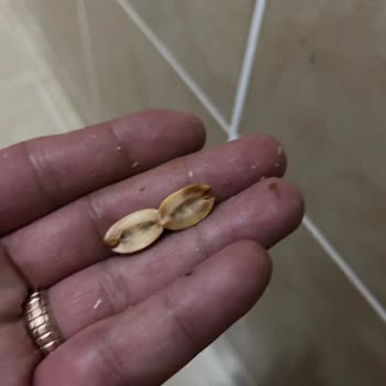 Doğuş Kuruyemiş De Bayat Fıstık