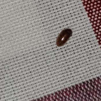 A101 Aldığım Tütünden Tütün Biti Çıkıyor