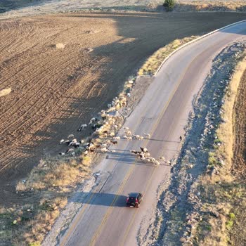 Çevre, Şehircilik Ve İklim Değişikliği Bakanlığı Yerleşim Yerinde Hayvan Bakımı