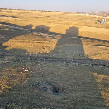 Çevre, Şehircilik Ve İklim Değişikliği Bakanlığı Yerleşim Yerinde Hayvan Bakımı
