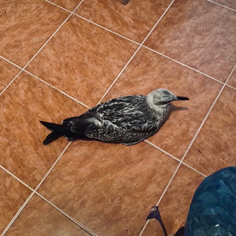 Tarım ve Orman Bakanlığı Uçamayan Martı İçin Yardım