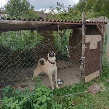 Bungalov.com.tr Güvenlik Sorunları Ve Saldırgan Köpekler: Korkunç Bir Glamping Deneyimi!