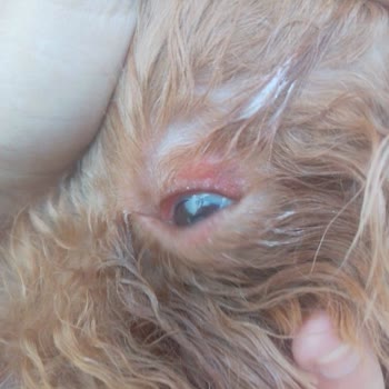 Bungalov.com.tr Güvenlik Sorunları Ve Saldırgan Köpekler: Korkunç Bir Glamping Deneyimi!