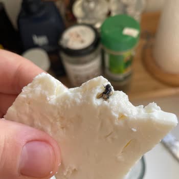 Kara Sinekli Lezzine Keçi Peyniri