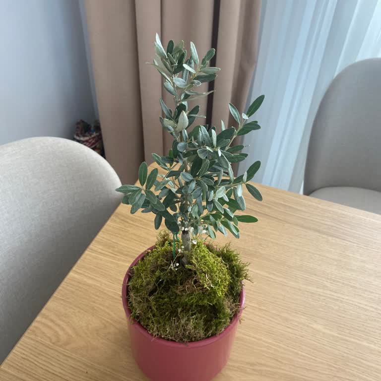 Çiçek Sepeti Yanlış Ürün Gönderimi