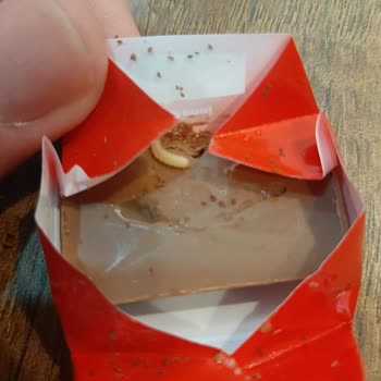 Ülker Çikolatası Kurtlanma Sorunu