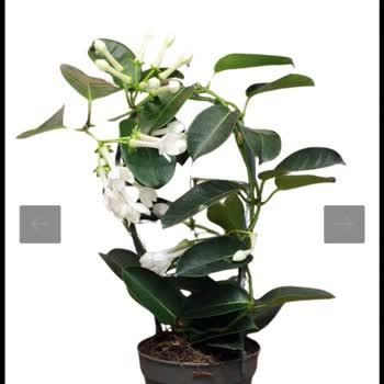 Nadir Kaktüs Plant & Decoration Sitesinden Gelen Üründe Görüntü Başka Kendisi Başka