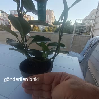 Nadir Kaktüs Plant & Decoration Sitesinden Gelen Üründe Görüntü Başka Kendisi Başka