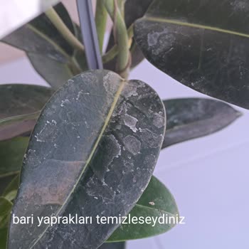 Nadir Kaktüs Plant & Decoration Sitesinden Gelen Üründe Görüntü Başka Kendisi Başka