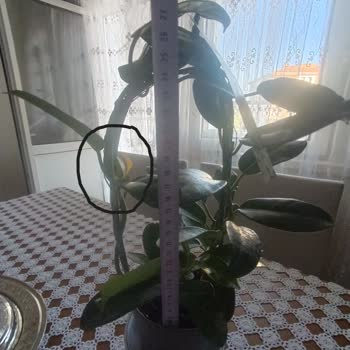 Nadir Kaktüs Plant & Decoration Sitesinden Gelen Üründe Görüntü Başka Kendisi Başka