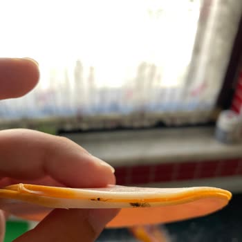 Namet Hindi Füme'nin İçinden Böcek Çıktı