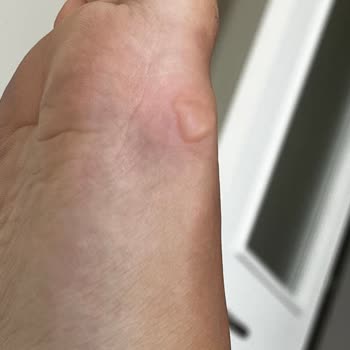 Stradivarius (kalitesi (? ) )