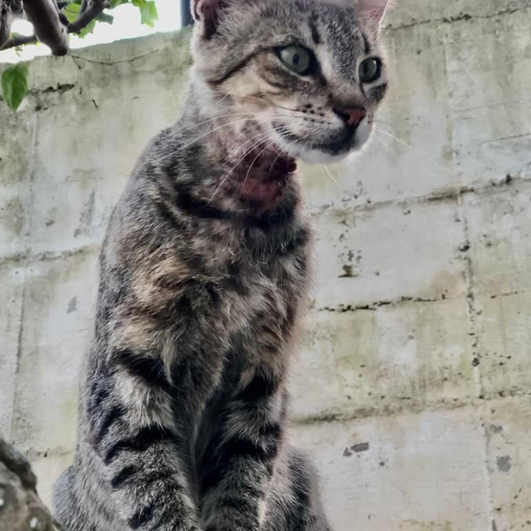 Karabağlar Belediyesi Kedinin Veterinerce Kaybedilmesi!