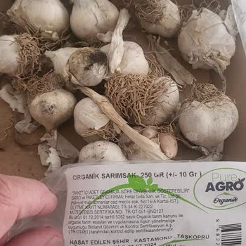 Getir Bozuk Ürün Aldığım Organik Sarımsak Bozuk Geldi