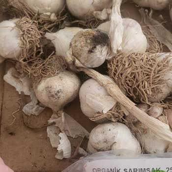 Getir Bozuk Ürün Aldığım Organik Sarımsak Bozuk Geldi