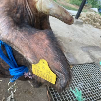 TARSİM Yanlış Yönlendiriyor. Sigortadan Ödeme Alamıyorum