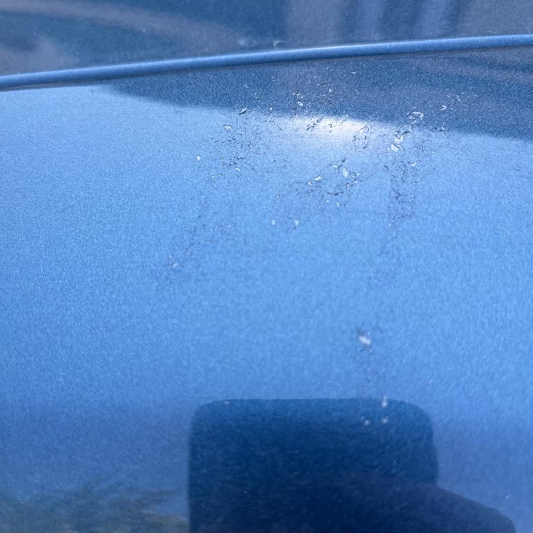 Ford Focus'ta Boya Problemi Ve Yetersiz Müşteri Hizmeti