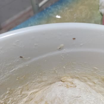 Sinangil Un Kurt Böcek Çıktı