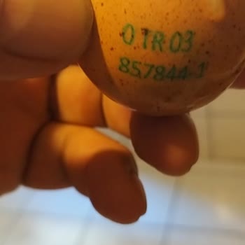 Şişman Organik Yumurta Bozuk Çıktı