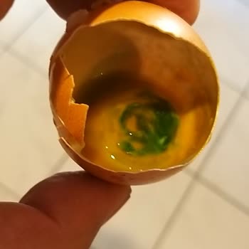 Şişman Organik Yumurta Bozuk Çıktı