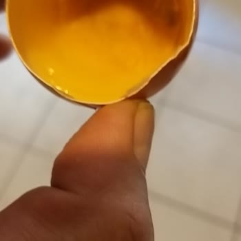 Şişman Organik Yumurta Bozuk Çıktı