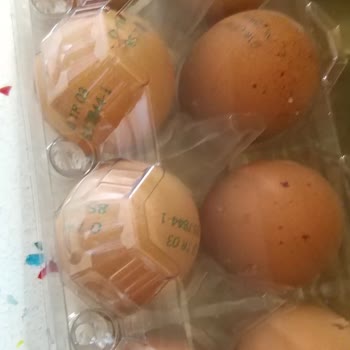 Şişman Organik Yumurta Bozuk Çıktı