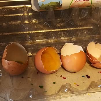 Şişman Organik Yumurta Bozuk Çıktı