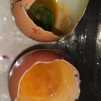 Şişman Organik Yumurta Bozuk Çıktı