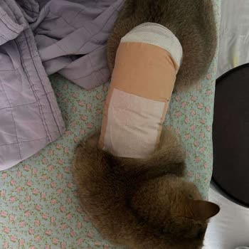 Ortopati Hayvan Hastanesi Denizli Kısırlaştırma Operasyonu Sorunu