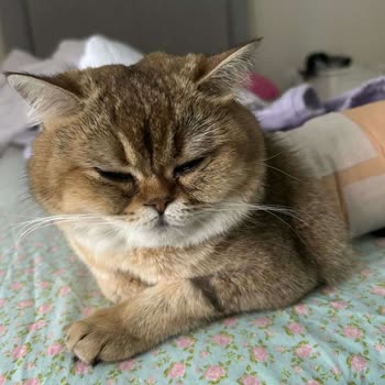 Ortopati Hayvan Hastanesi Denizli Kısırlaştırma Operasyonu Sorunu