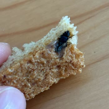 File Market Tam Buğday Ekmek Şikayeti