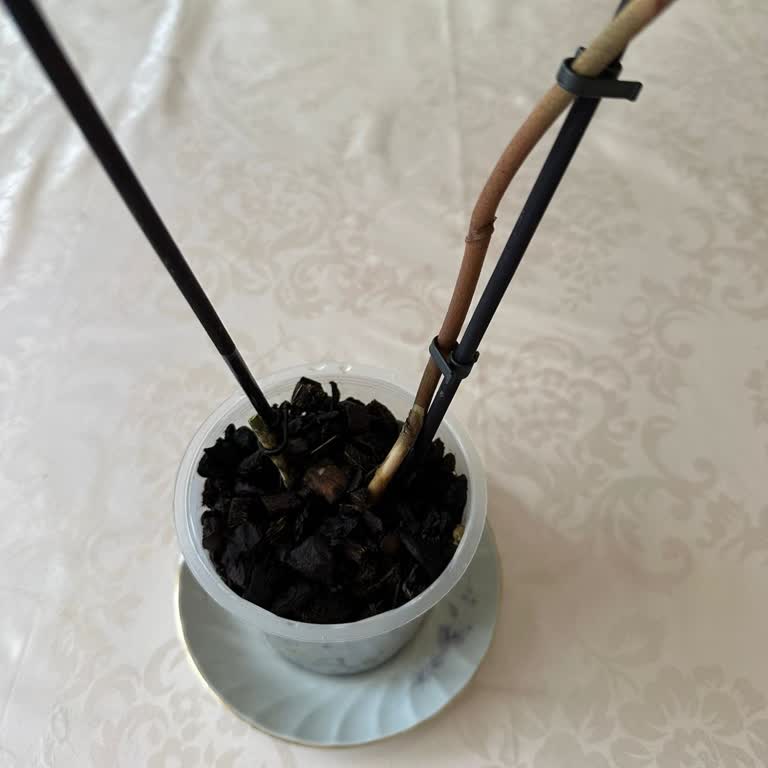 Çiçek Sepeti Çürük Orkide Gönderimi