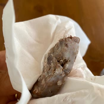 Başyazıcı Kavurmadan Kıl Çıktı